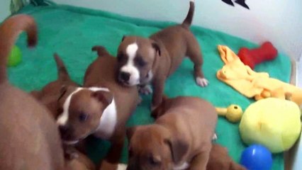 41ème vidéo des chiots de la 21ème portée de Staffordland