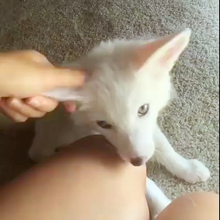Adorable Fox Loves getting Ear Rubs