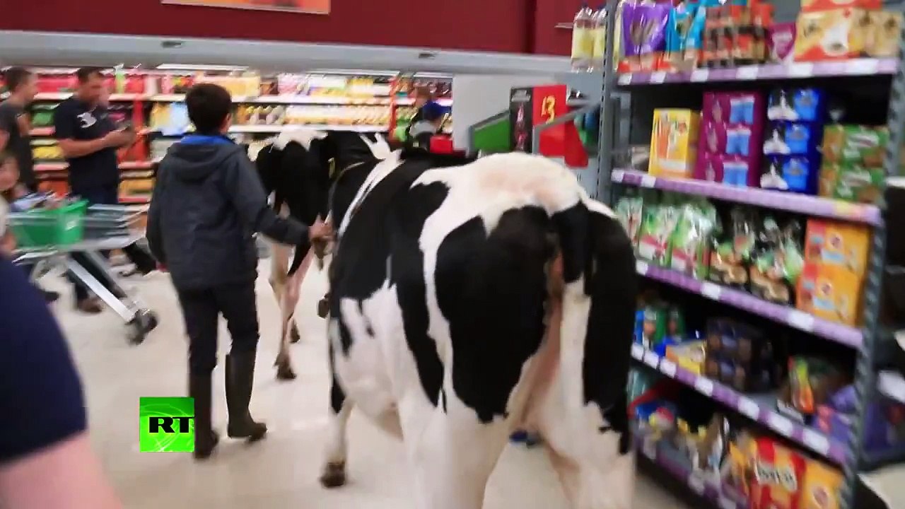 Moo-ve along please: Cows march through supermarket in milk protest