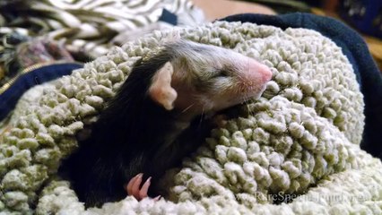 Dog Adopts Baby Opossum - Animal Friendship