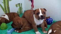 44ème vidéo chiot n°2 de la 21ème portée de Staffordland