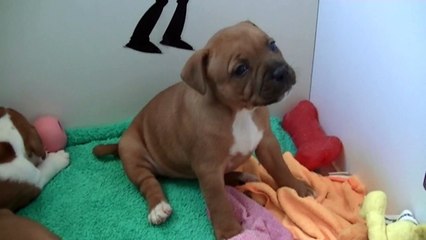 46ème vidéo chiot n°7 de la 21ème portée de Staffordland