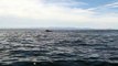 Joyful Humpback Whales Dance and Dive Beside Kayaker