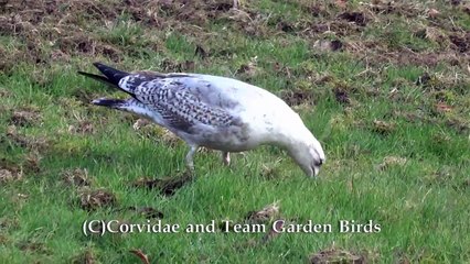 Lord Of The Worm Dance by Herring Gull