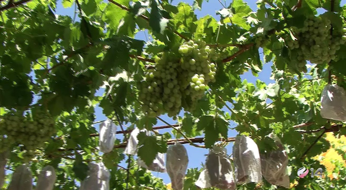 Ruta de las bodegas de Horche