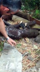 Refuge pour hérissons à Saint-Prix (Val-d'Oise)