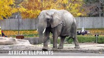 Secret Lives of the African Elephants