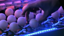 2,014 mousetraps and 2,015 Ping-Pong balls create ultimate chain reaction - YouTube4545