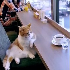 This cat looks like he has a job