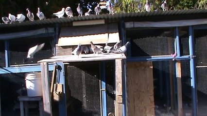 LEANING LOFT BIRDS TRAPPING 2012