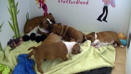 52ème vidéo Des chiots de la 21ème portée de Staffordland