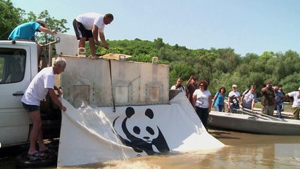 Bulgaria brings sturgeons back from brink of extinction