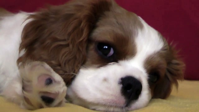 Cavalier King Charles Spaniel - blenheim - 25.06.2011