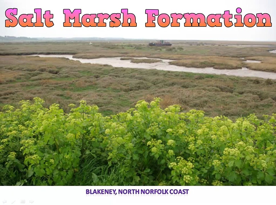 Salt Marsh Formation