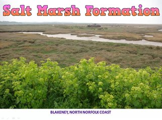 Salt Marsh Formation