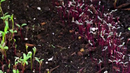 ChefSteps Microgreens Time-lapse