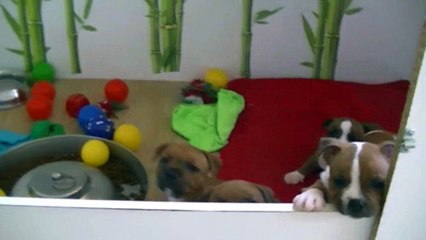 55ème vidéo Les chiots de la 21ème portée de Staffordland