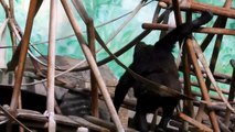 Baby Gorilla Nafi spielt und tollt herum mit seinem Bruder Kajolu - Tierpark Hellabrunn