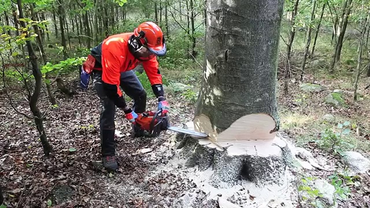 Working with chainsaws: Cutting with bore