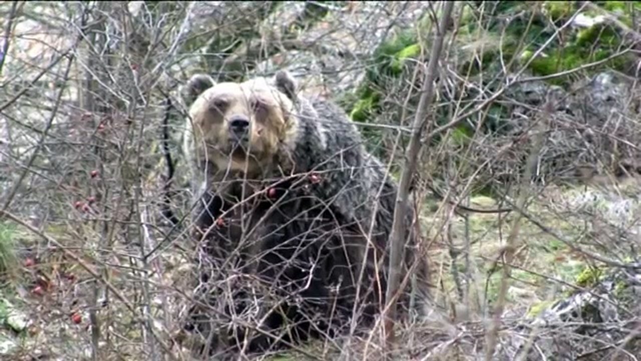 orso bruno marsicano (Ursus arctos marsicanus) - by www.camosciodabruzzo.it