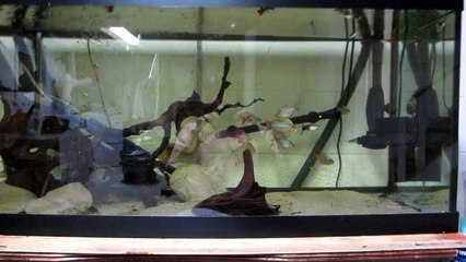 Trimming guppy tails, and a short lesson in the three types of selection.