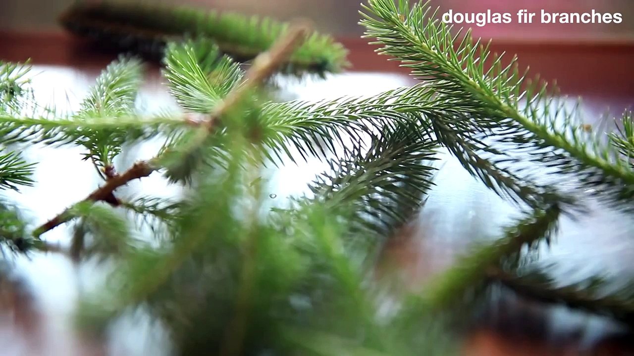 Fir Tree Needle Ash Recipe • ChefSteps