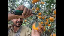 Kinnow & oranges 6 Feb 2011 Garden to Factory Sargodha Pakistan