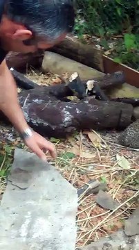 Refuge pour hérissons à Saint-Prix *