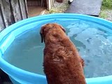 Whiskey Creek Chesapeakes having fun in their doggy pool