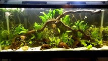 55 Gallon Planted Tank - 2 years in 2 Minutes