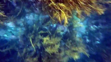 Incroyable : ces deux plongeurs nagent avec plusieurs orques