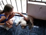 perra adopta un gato
