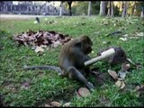 Cambodia - Long-tailed macaques in front of the Bayon Temple