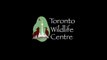 Adopt an Orphan through Toronto Wildlife Centre