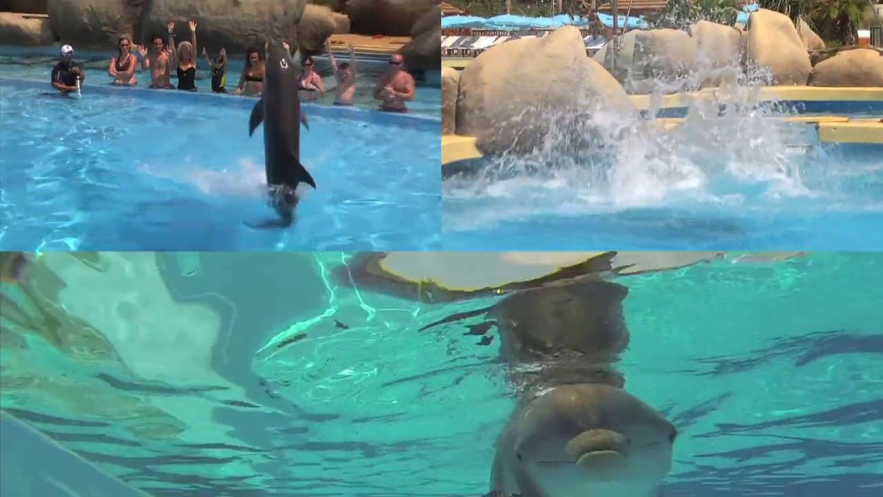 On a rencontré les dauphins de Marineland