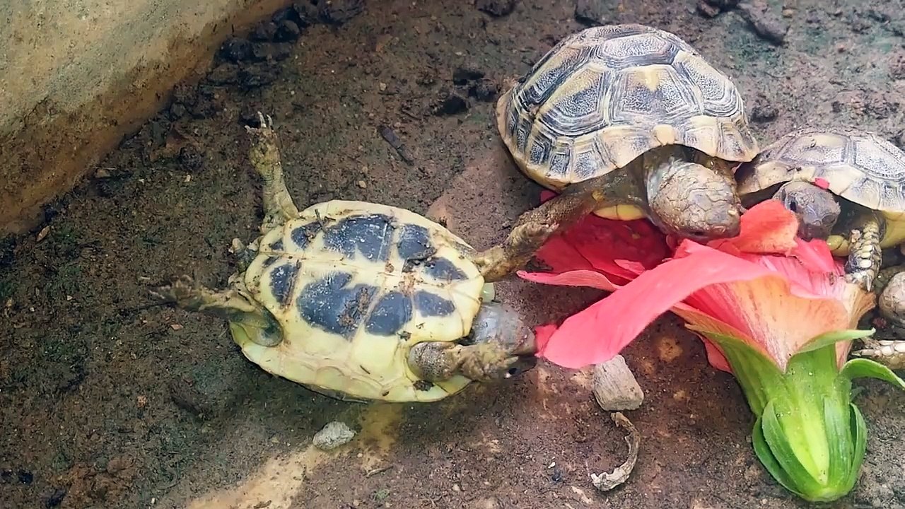 Tortue sur le dos mange une fleur