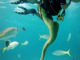 Green Moray Eel Attacks The Lens