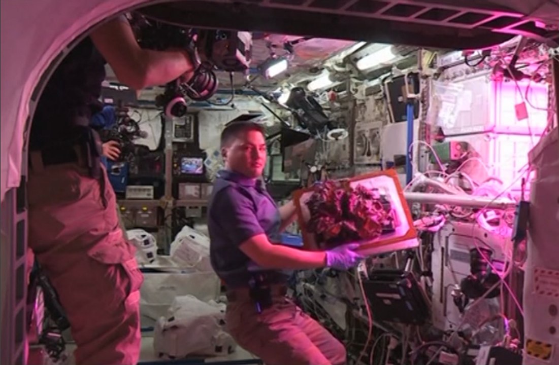 La culture d’une salade dans l’espace à travers nos télés, en 42 secondes