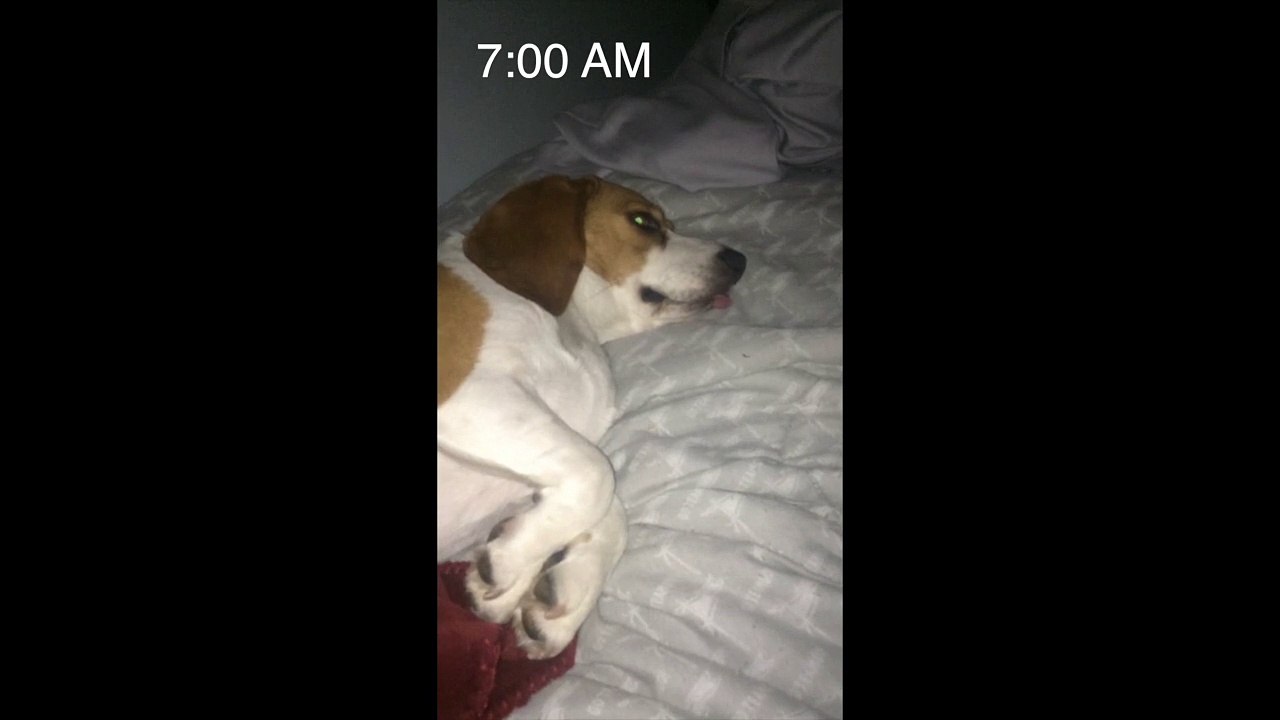 This dog only responds to one word!
