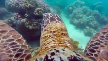 Suivez le périple d'une tortue avec une GoPro embarquée