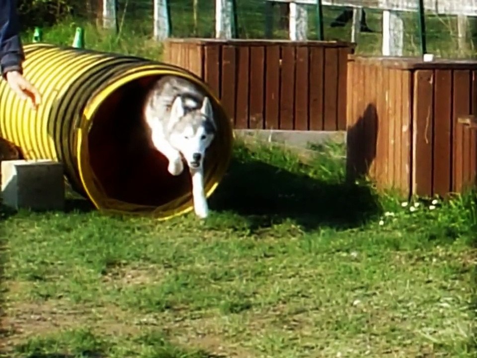 husky huskies chiens élevage AMAROK'S Quimper 29 France .wmv