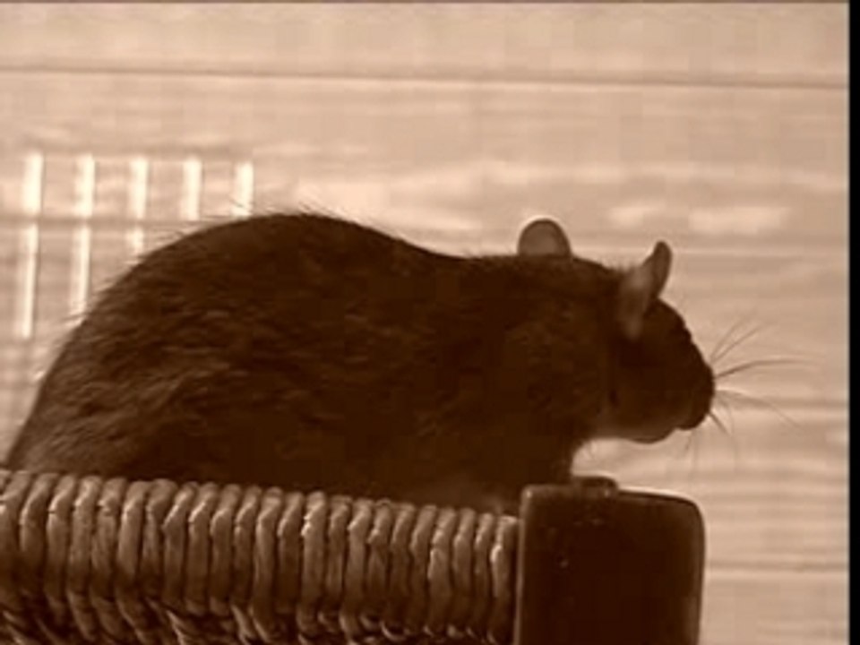 The rat