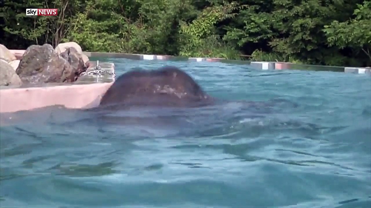 Animaux : admirez ce groupe d'éléphants en pleine baignade