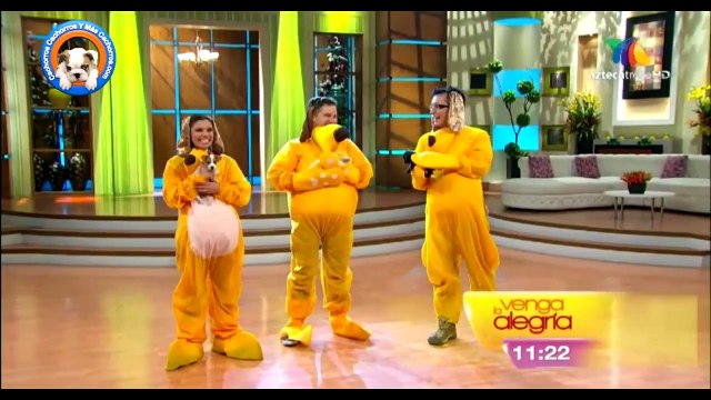 Cachorros Cachorros Y Mas Cachorros en Venga la Alegria