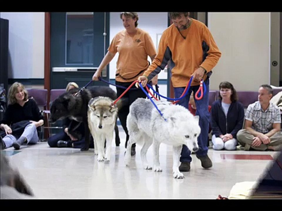 Mission Wolf 2011
