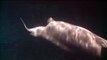 Beluga Whale Birth Video - Shedd Aquarium