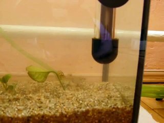 Female guppy giving birth