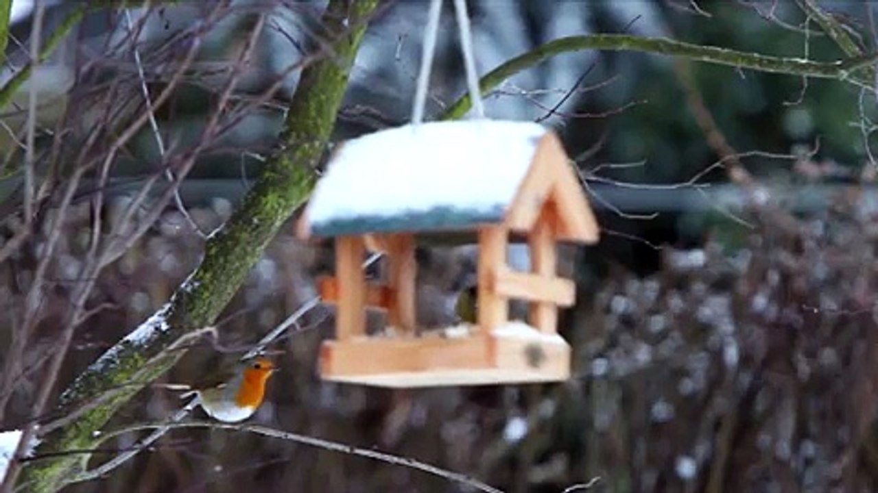 Vögel im Winter