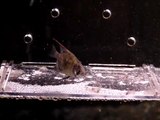 8 week old Freshwater Angelfish