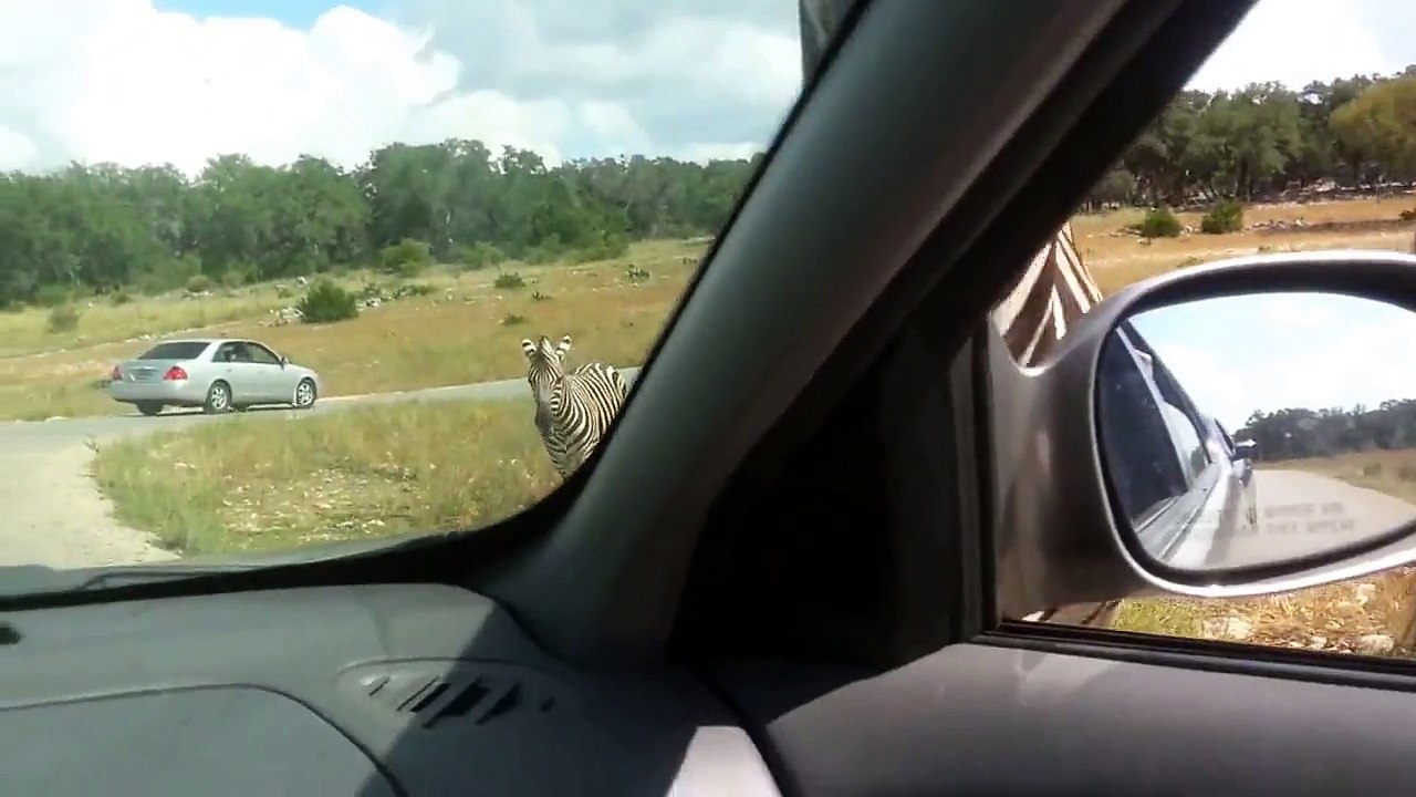 Animal Action #2